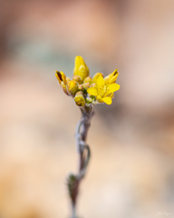 Descurainia myriophylla