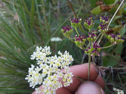 Image of Pimpinella afra by (c) Manuel R Popp, some rights reserved (CC BY)
