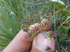 Pimpinella caffra