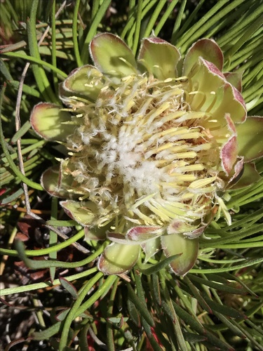 Protea montana E.Mey. ex Meisn.