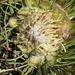 Protea montana - Photo (c) Brendan Cole, algunos derechos reservados (CC BY-NC-ND), subido por Brendan Cole
