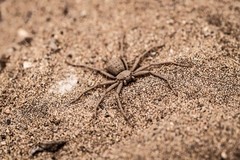 Sicarius thomisoides