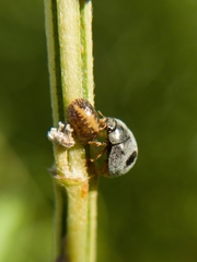 Azya luteipes