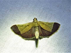 Hypsopygia amoenalis