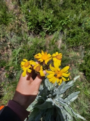 Senecio macrospermus