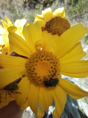 Senecio macrospermus