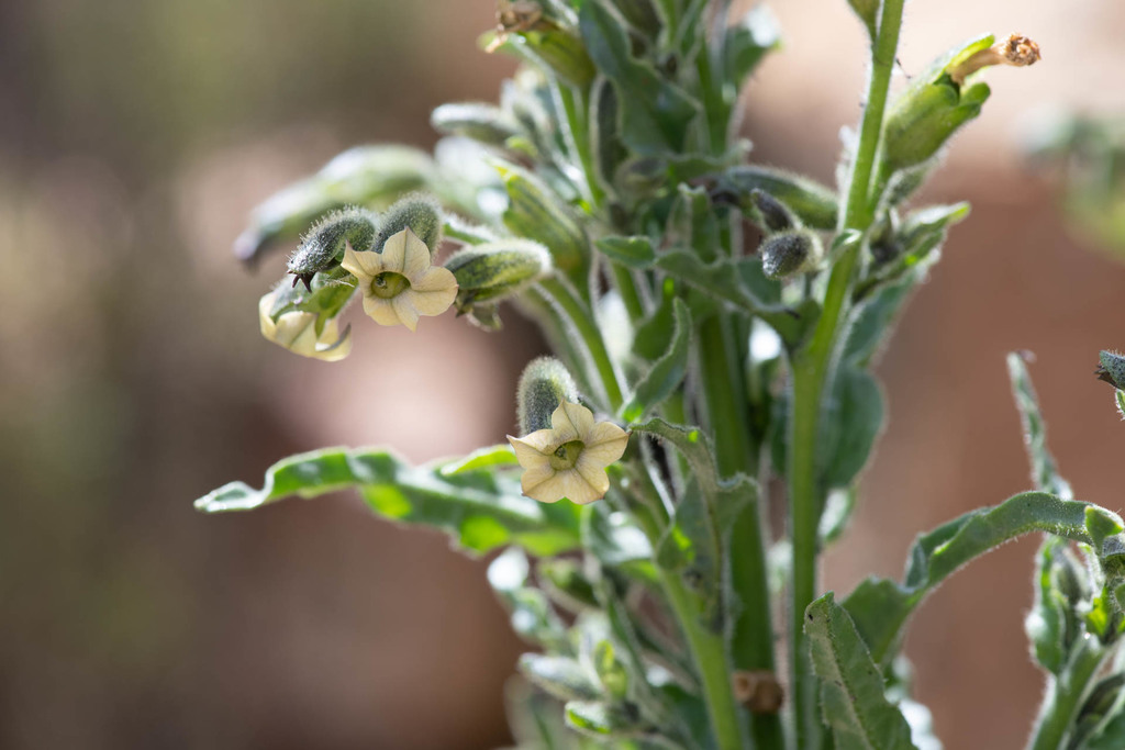 Nicotiana undulata