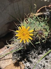 Berkheya cruciata cruciata
