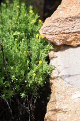 Senecio phylloleptus