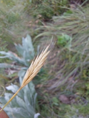 Brachypodium flexum