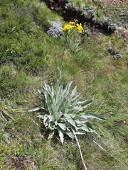 Senecio macrospermus