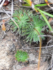 Stylidium spinulosum