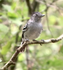 Thamnophilus sticturus