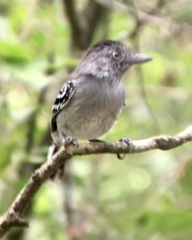 Thamnophilus sticturus