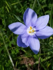 Nemastylis geminiflora