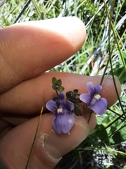 Nemesia caerulea
