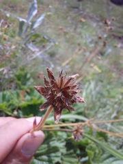 Geum capense