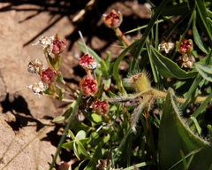 Delosperma brevisepalum