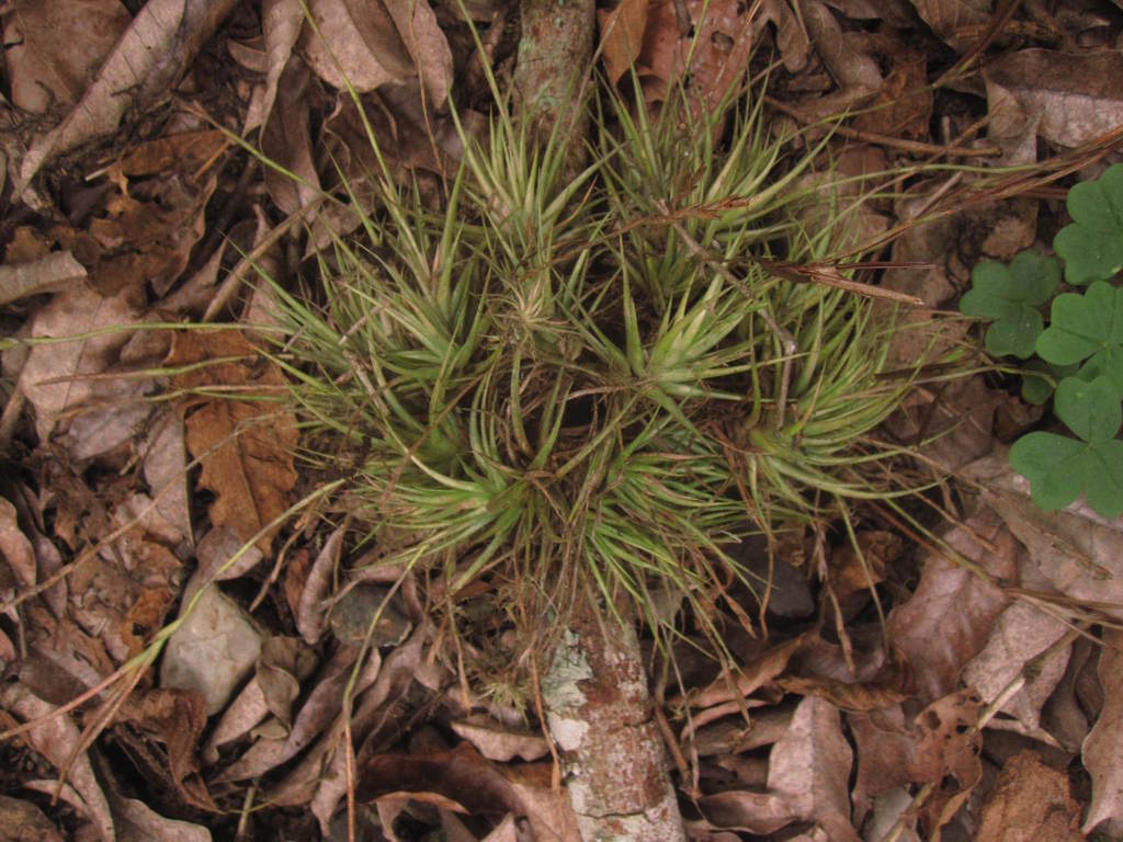 Tillandsia spiralipetala