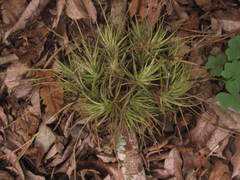 Tillandsia spiralipetala