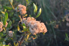 Tessaria dodonaeifolia
