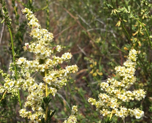 iNaturalist observation photo of chamise