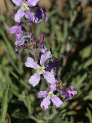 Matthiola longipetala livida