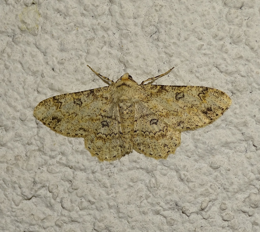 Ascotis