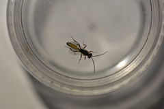 Orthopelma mediator