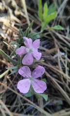 Phlox woodhousei