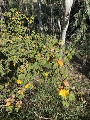 Fremontodendron