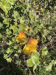 Fremontodendron