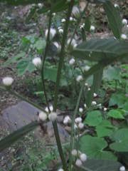 Lepidaploa mapirensis