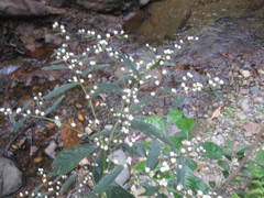 Lepidaploa mapirensis