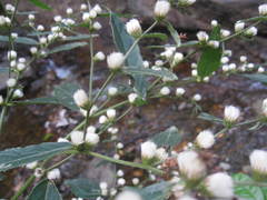 Lepidaploa mapirensis