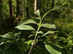 Salix jenisseensis