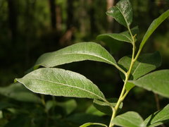 Salix jenisseensis