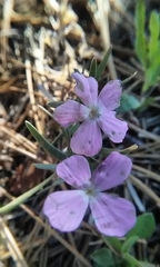 Phlox woodhousei