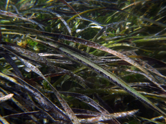 Siphonognathus argyrophanes