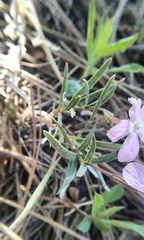 Phlox woodhousei