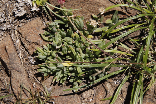 Image of Delosperma basuticum by (c) Tony Rebelo, some rights reserved (CC BY-SA)
