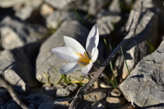 Crocus weldenii