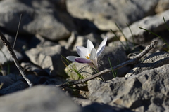 Crocus weldenii