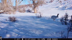 Lepus townsendii