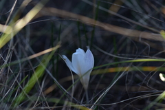 Crocus weldenii