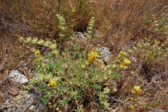 Lupinus microcarpus