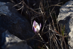 Crocus weldenii