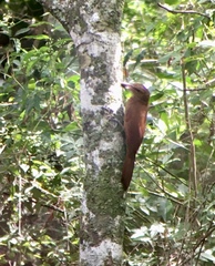 Xiphorhynchus guttatus