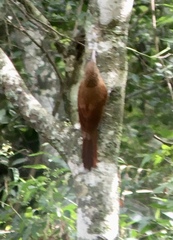 Xiphorhynchus guttatus