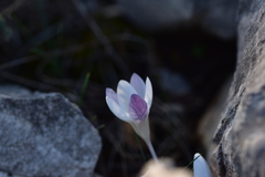 Crocus weldenii